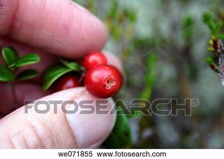 Fingers plucking cranberry (Vaccinium vitis-idaea L. ), V? sternorrlands l? n, Sweden, Scandinavia, Europe View Large Photo Image Stock Photography - Fingers plucking cranberry (Vaccinium vitis-idaea L. ), V? sternorrlands l? n, Sweden, Scandinavia, Europe. Fotosearch