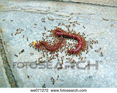 Fire Ants surrounding the dead eartworm View Large Photo Image Stock Image - Fire Ants surrounding the dead eartworm. Fotosearch