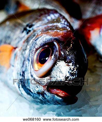 Fish View Large Photo Image Stock Image - Fish. Fotosearch