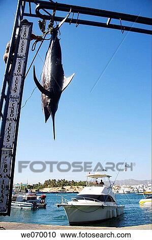 Fishing in Los Cabos, Baja California Sur, Mexico View Large Photo Image Stock Image - Fishing in Los Cabos, Baja California Sur, Mexico. Fotosearch