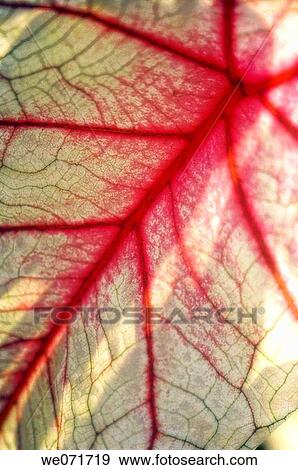 Florida Caladium. Caladium humboldtii. September 2006, Maryland, USA View Large Photo Image Stock Photo - Florida Caladium. Caladium humboldtii. September 2006, Maryland, USA. Fotosearch