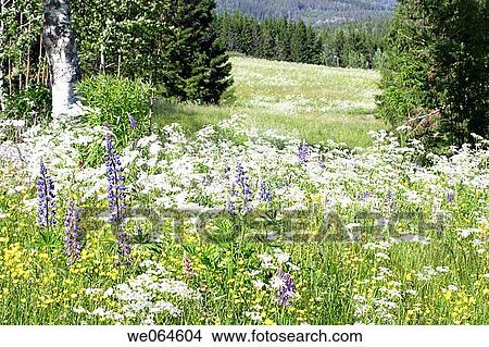 Flowering meadow with lupines, moving in a light summer wind. H÷ga Kusten, coast of Baltic Sea, V? sternorrlands l? n, Sweden, Scandinavia, Europe View Large Photo Image Picture - Flowering meadow with lupines, moving in a light summer wind. H÷ga Kusten, coast of Baltic Sea, V? sternorrlands l? n, Sweden, Scandinavia, Europe. Fotosearch
