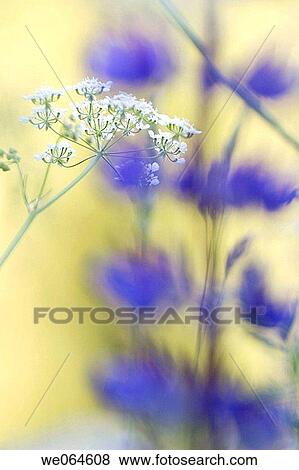 Flowers in a meadow, summer. H÷ga Kusten, coast of Baltic Sea, V? sternorrlands l? n, Sweden, Scandinavia, Europe View Large Photo Image Stock Photo - Flowers in a meadow, summer. H÷ga Kusten, coast of Baltic Sea, V? sternorrlands l? n, Sweden, Scandinavia, Europe. Fotosearch