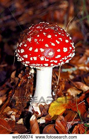 Fly Agaric (Amanita muscaria) View Large Photo Image Picture - Fly Agaric (Amanita muscaria). Fotosearch