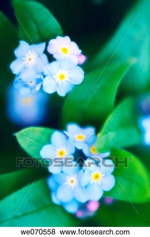 Stock Photo - Forget-me-not. Myosotis arvensis. April 2006. Maryland, USA. Fotosearch