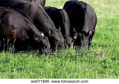 Four black cows grazing on a meadow, S÷dra Norrland, Sweden, Scandinavia, Europe View Large Photo Image Stock Photograph - Four black cows grazing on a meadow, S÷dra Norrland, Sweden, Scandinavia, Europe. Fotosearch