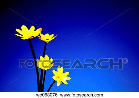 Stock Photograph - Four wild yellow flowers on blue sky. Fotosearch