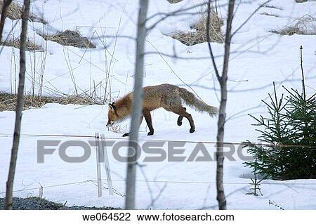 Fox in a garden. H÷ga Kusten, coast of Baltic Sea, V? sternorrlands l? n, Sweden, Scandinavia, Europe View Large Photo Image Stock Image - Fox in a garden. H÷ga Kusten, coast of Baltic Sea, V? sternorrlands l? n, Sweden, Scandinavia, Europe. Fotosearch