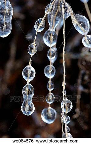 Frozen dew-drops on grass. M÷lltal, Hohe Tauern Region, Alps, K? rnten/Carinthia, Austria, Europe View Large Photo Image Stock Photograph - Frozen dew-drops on grass. M÷lltal, Hohe Tauern Region, Alps, K? rnten/Carinthia, Austria, Europe. Fotosearch