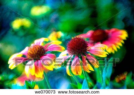 Gailarrdia daisies. Gailardia pulchella. July 2006, Maryland, USA View Large Photo Image Stock Image - Gailarrdia daisies. Gailardia pulchella. July 2006, Maryland, USA. Fotosearch