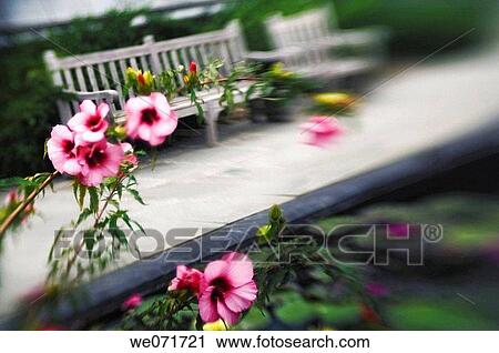 Stock Image - Garden Bench and Pink Hibiscus in Bloom. Hibiscus moscheutos. September 2006, Maryland, USA. Fotosearch