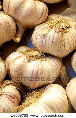 Garlic for sale at La Boqueria market, Barcelona. Catalonia, Spain View Large Photo Image Stock Image - Garlic for sale at La Boqueria market, Barcelona. Catalonia, Spain. Fotosearch