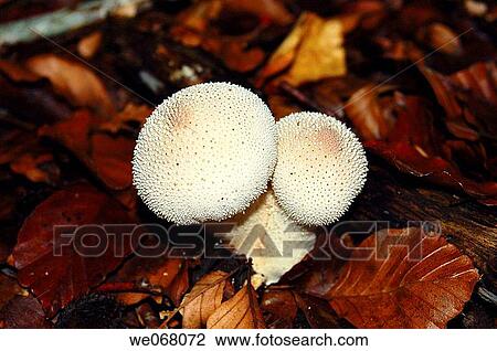 Gem-studded Puffball (Lycoperdon perlatum) View Large Photo Image Stock Image - Gem-studded Puffball (Lycoperdon perlatum). Fotosearch