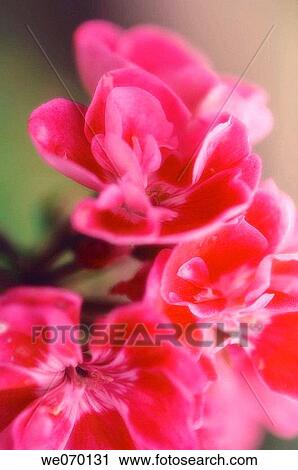 Geranium. May 2005, Maryland, USA View Large Photo Image Stock Image - Geranium. May 2005, Maryland, USA. Fotosearch