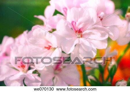 Geranium. May 2006, Maryland, USA View Large Photo Image Stock Image - Geranium. May 2006, Maryland, USA. Fotosearch