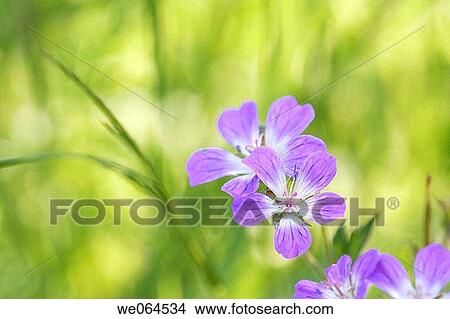 Picture - Geranium pratense in a garden, Norastr÷m, H÷ga Kusten, coast of Baltic Sea, V? sternorrlands l? n, Sweden, Scandinavia, Europe. Fotosearch