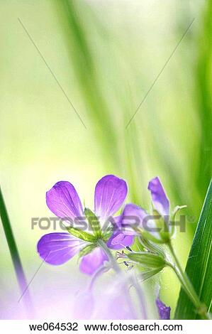 Geranium pratense, Norastr÷m, H÷ga Kusten, coast of Baltic Sea, V? sternorrlands l? n, Sweden, Scandinavia, Europe View Large Photo Image Stock Image - Geranium pratense, Norastr÷m, H÷ga Kusten, coast of Baltic Sea, V? sternorrlands l? n, Sweden, Scandinavia, Europe. Fotosearch