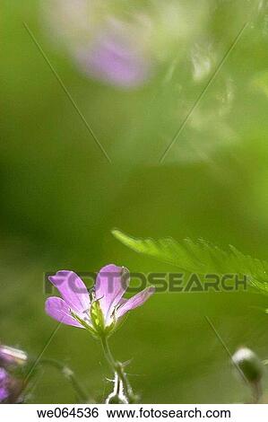 Stock Photograph - Geranium pratense, Norastr÷m, H÷ga Kusten, coast of Baltic Sea, V? sternorrlands l? n, Sweden, Scandinavia, Europe. Fotosearch