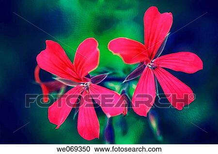 Geranium. September 2006, Maryland, USA View Large Photo Image Stock Image - Geranium. September 2006, Maryland, USA. Fotosearch