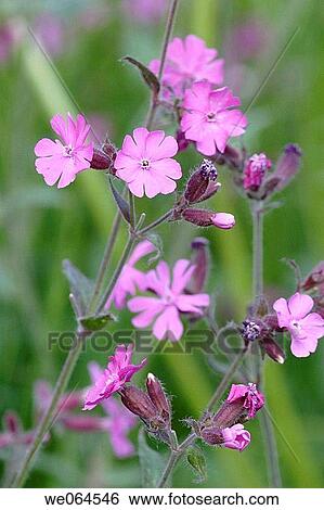 Geranium sylvaticum, H? rn÷sand, H÷ga Kusten, coast of Baltic Sea, V? sternorrlands l? n, Sweden, Scandinavia, Europe View Large Photo Image Stock Photograph - Geranium sylvaticum, H? rn÷sand, H÷ga Kusten, coast of Baltic Sea, V? sternorrlands l? n, Sweden, Scandinavia, Europe. Fotosearch