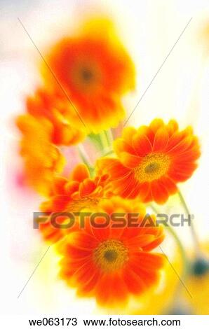 Gerbera Bouquet. Transvaal daisy. Gerbera jamesonii. December 2005, Maryland, USA View Large Photo Image Stock Image - Gerbera Bouquet. Transvaal daisy. Gerbera jamesonii. December 2005, Maryland, USA. Fotosearch