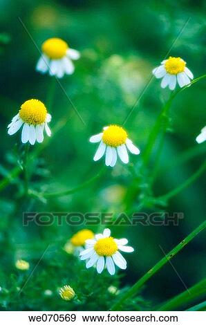 German Chamomile Daisies. Matricaria recutita. August 2006, Maryland, USA View Large Photo Image Stock Photo - German Chamomile Daisies. Matricaria recutita. August 2006, Maryland, USA. Fotosearch