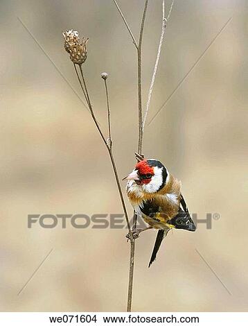 Goldfinch View Large Photo Image Picture - Goldfinch. Fotosearch