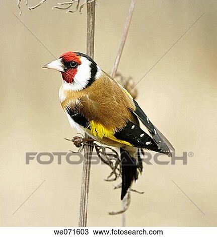 Stock Image - Goldfinch. Russia, Voronezh area.. Fotosearch