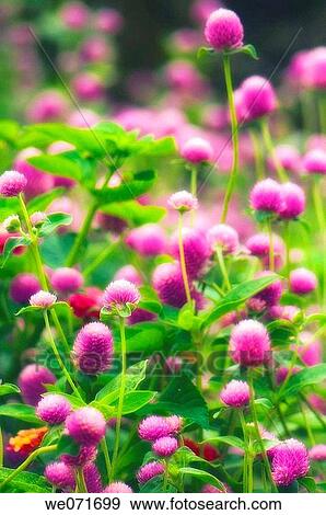 Gomphrena Flowers. Gomphrena globosa. September 2006, Maryland, USA View Large Photo Image Stock Photo - Gomphrena Flowers. Gomphrena globosa. September 2006, Maryland, USA. Fotosearch