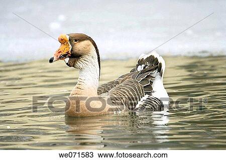 Stock Image - Gouse. Fotosearch