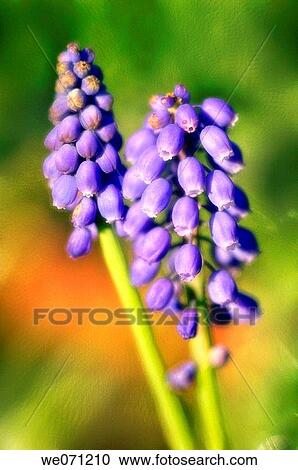 Grape Hyacinth. Muscari armeniacum. March 2006, Maryland, USA View Large Photo Image Stock Image - Grape Hyacinth. Muscari armeniacum. March 2006, Maryland, USA. Fotosearch