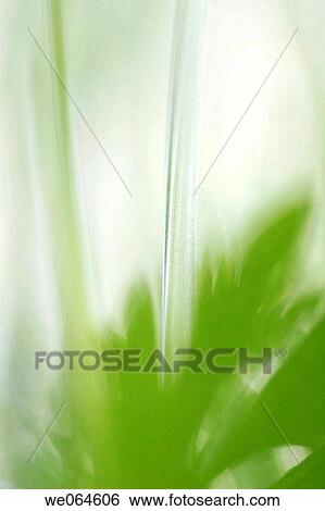 Grasses and leaves in a meadow. H÷ga Kusten, coast of Baltic Sea, V? sternorrlands l? n, Sweden, Scandinavia, Europe View Large Photo Image Stock Photograph - Grasses and leaves in a meadow. H÷ga Kusten, coast of Baltic Sea, V? sternorrlands l? n, Sweden, Scandinavia, Europe. Fotosearch
