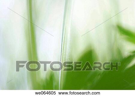 Grasses and leaves in a meadow. H÷ga Kusten, coast of Baltic Sea, V? sternorrlands l? n, Sweden, Scandinavia, Europe View Large Photo Image Stock Photography - Grasses and leaves in a meadow. H÷ga Kusten, coast of Baltic Sea, V? sternorrlands l? n, Sweden, Scandinavia, Europe. Fotosearch