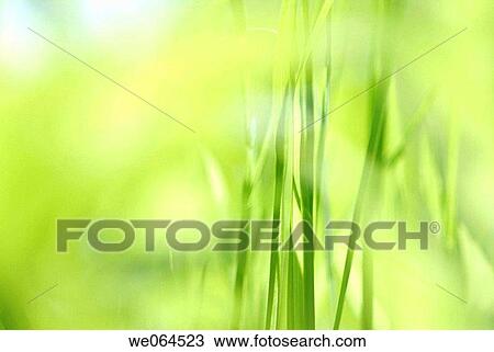 Grasses in a garden, summer. Norastr÷m, H÷ga Kusten, V? sternorrlands l? n, Sweden, Scandinavia, Europe View Large Photo Image Stock Image - Grasses in a garden, summer. Norastr÷m, H÷ga Kusten, V? sternorrlands l? n, Sweden, Scandinavia, Europe. Fotosearch