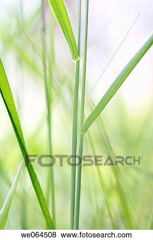 Stock Photo - Grasses in a garden, summer. Norastr÷m, H÷ga Kusten, V? sternorrlands l? n, Sweden, Scandinavia, Europe. Fotosearch