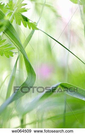Grasses in a garden, summer. Norastr÷m, H÷ga Kusten, V? sternorrlands l? n, Sweden, Scandinavia, Europe View Large Photo Image Stock Photo - Grasses in a garden, summer. Norastr÷m, H÷ga Kusten, V? sternorrlands l? n, Sweden, Scandinavia, Europe. Fotosearch
