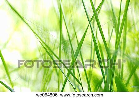Stock Photograph - Grasses in a garden, summer. Norastr÷m, H÷ga Kusten, V? sternorrlands l? n, Sweden, Scandinavia, Europe. Fotosearch