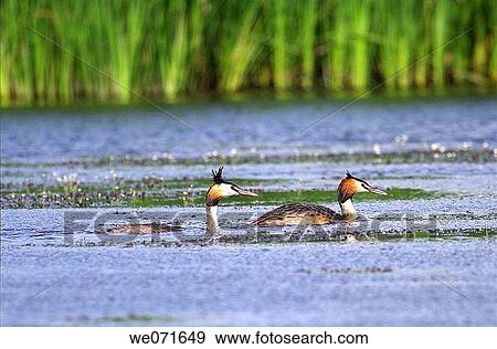 Great Crested Grebe ( Podiceps cristatus ). Russia, Voronezh preserve View Large Photo Image Stock Photo - Great Crested Grebe ( Podiceps cristatus ). Russia, Voronezh preserve. Fotosearch