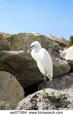 Great Egret ( Ardea alba ). Russia, Black sea View Large Photo Image Picture - Great Egret ( Ardea alba ). Russia, Black sea. Fotosearch