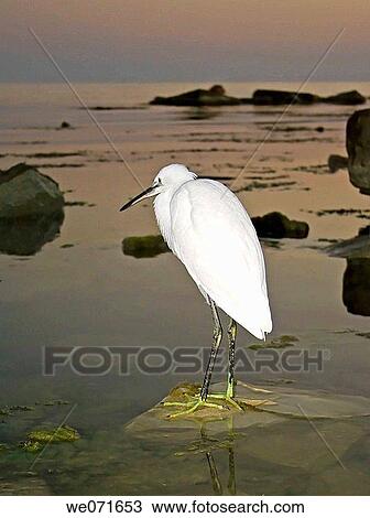 Great Egret ( Ardea alba ). Russia, Black sea View Large Photo Image Stock Image - Great Egret ( Ardea alba ). Russia, Black sea. Fotosearch