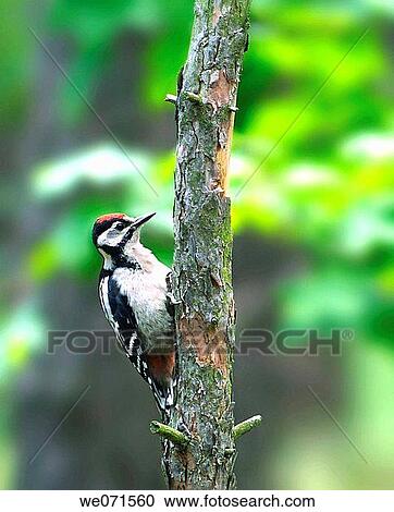 Great Spotted Woodpecker ( Dendrocopos major ) View Large Photo Image Stock Image - Great Spotted Woodpecker ( Dendrocopos major ). Fotosearch