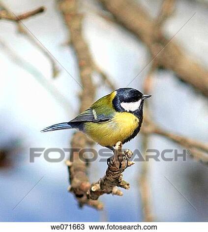 Great Tit ( Parus major ) View Large Photo Image Stock Image - Great Tit ( Parus major ). Fotosearch