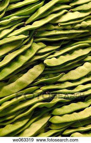 Green beans (Perona cultivar) at La Boqueria market, Barcelona. Catalonia, Spain View Large Photo Image Stock Photo - Green beans (Perona cultivar) at La Boqueria market, Barcelona. Catalonia, Spain. Fotosearch