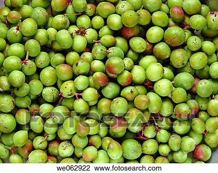 Green Carissa Carandas. Family: Apocyanaceae. A large climbing trorny shrub. The fruit are round, edible and dark purple/black when ripe. They can be pickled and made into squash. Pune, Maharashtra, India. View Large Photo Image Stock Image - Green Carissa Carandas. Family: Apocyanaceae. A large climbing trorny shrub. The fruit are round, edible and dark purple/black when ripe. They can be pickled and made into squash. Pune, Maharashtra, India.. Fotosearch