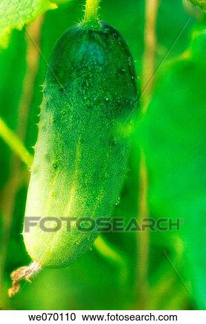 Green Cucumber. Cucumis sativus. June 2006 View Large Photo Image Stock Image - Green Cucumber. Cucumis sativus. June 2006. Fotosearch