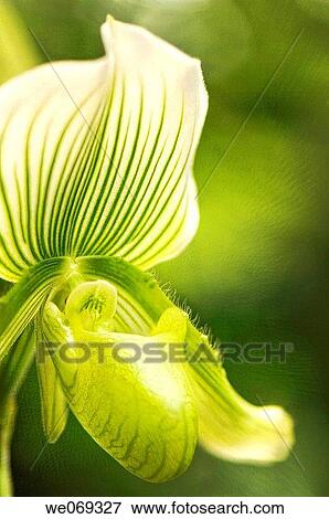 Green phaphiopedilum Orchid. Paphiiopedilum g. Maudiae cv. Magnificum. September 2006, Maryland, USA View Large Photo Image Stock Photo - Green phaphiopedilum Orchid. Paphiiopedilum g. Maudiae cv. Magnificum. September 2006, Maryland, USA. Fotosearch
