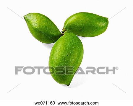 Green (Raw) Mangoes arranged in floral pattern. The flesh of a mango is peachlike and juicy, with more or less numerous fibers radiating from the husk of the single large kidney shaped seed. Pune, Maharashtra, India. View Large Photo Image Stock Image - Green (Raw) Mangoes arranged in floral pattern. The flesh of a mango is peachlike and juicy, with more or less numerous fibers radiating from the husk of the single large kidney shaped seed. Pune, Maharashtra, India.. Fotosearch