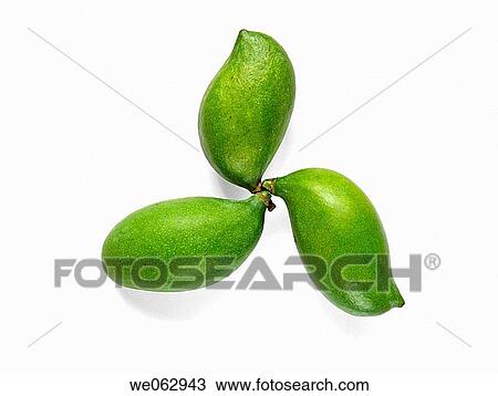 Stock Image - Green (Raw) Mangoes. The flesh of a mango is peachlike and juicy, with more or less numerous fibers radiating from the husk of the single large kidney shaped seed. Pune, Maharashtra, India.. Fotosearch