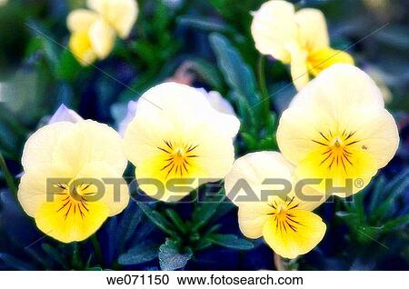 Group of Pansy Flowers. Viola x wittrockiana. March 2006, South Carolina, USA View Large Photo Image Stock Image - Group of Pansy Flowers. Viola x wittrockiana. March 2006, South Carolina, USA. Fotosearch