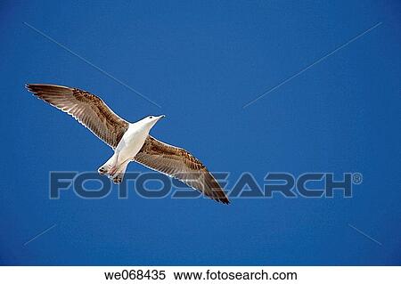 Gull flying View Large Photo Image Stock Photography - Gull flying. Fotosearch